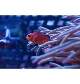 Naked Ocellaris Clownfish (Amphiprion ocellaris) Captive Bred G