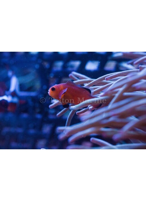 Naked Ocellaris Clownfish (Amphiprion ocellaris) Captive Bred G