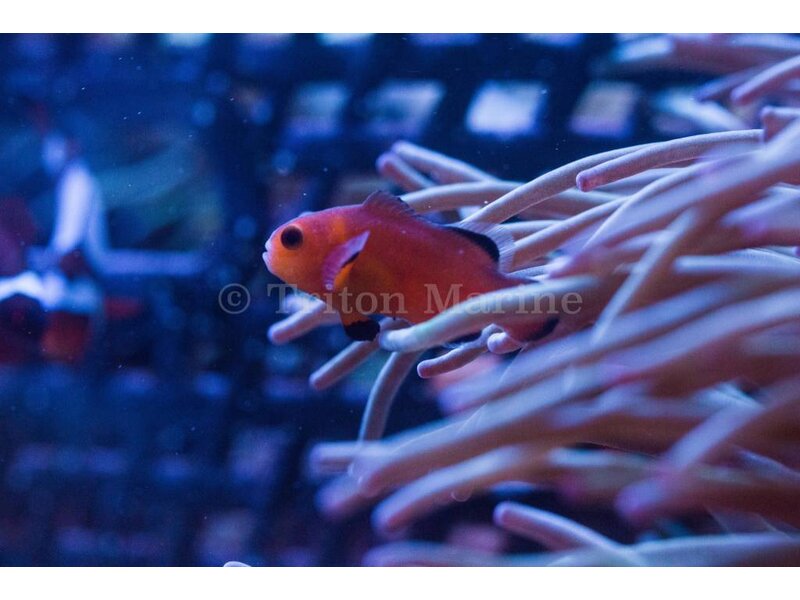 Naked Ocellaris Clownfish (Amphiprion ocellaris) Captive Bred G