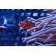 Naked Ocellaris Clownfish (Amphiprion ocellaris) Captive Bred G