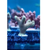 ORA Micronesian Yellow Porites