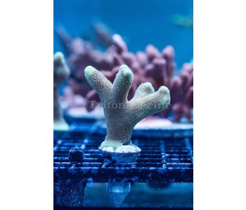 ORA Micronesian Yellow Porites