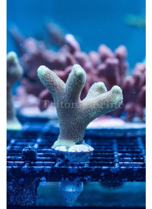 ORA Micronesian Yellow Porites