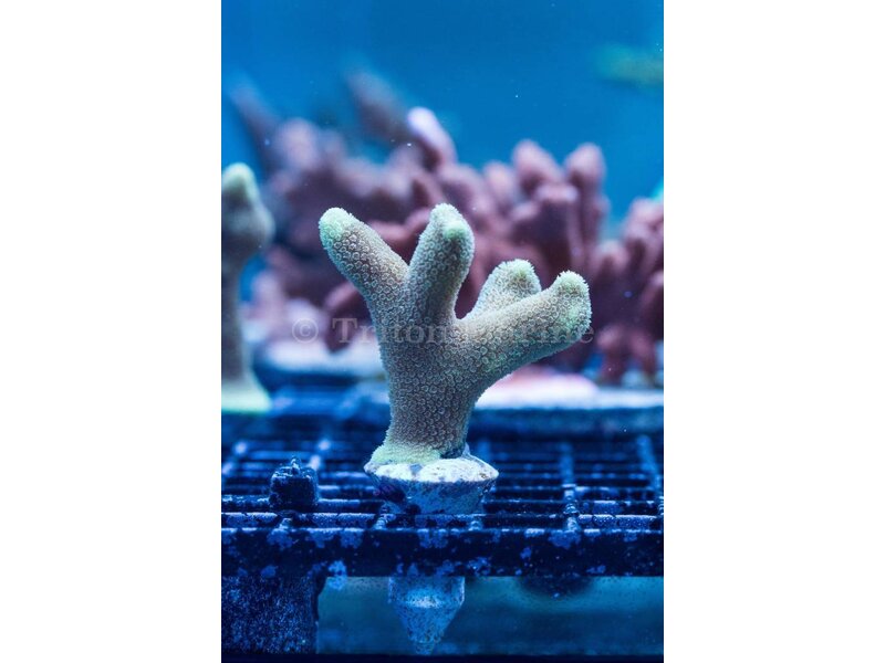 ORA Micronesian Yellow Porites