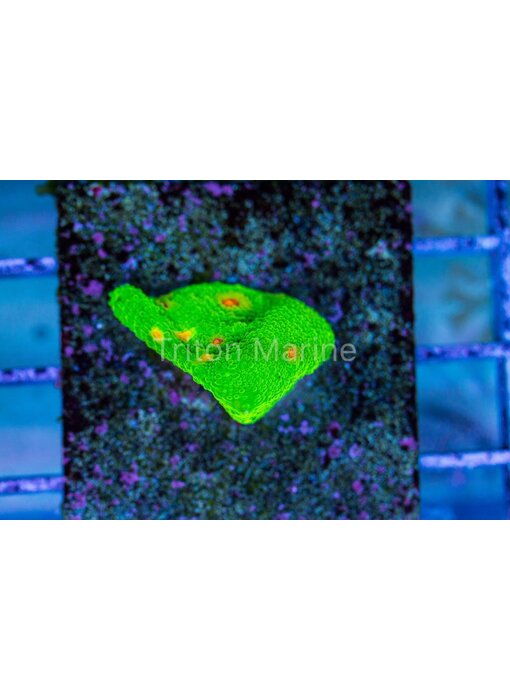 Cornbred 3G Mummy Eye Chalice Frag