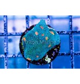 Miami Hurricane Chalice Frag