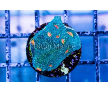 Miami Hurricane Chalice Frag