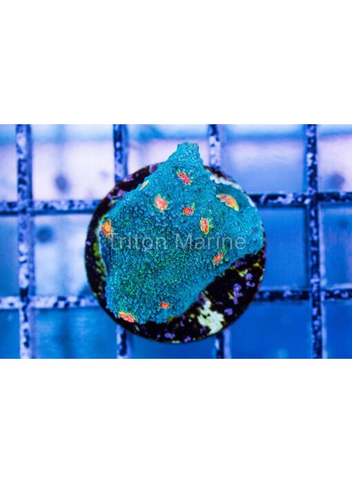 Miami Hurricane Chalice Frag