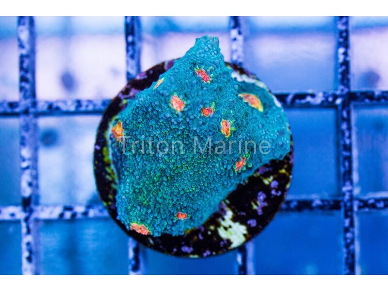 Miami Hurricane Chalice Frag