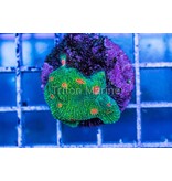 Bubble Gum Monster Chalice Frag