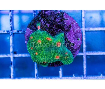 Bubble Gum Monster Chalice Frag
