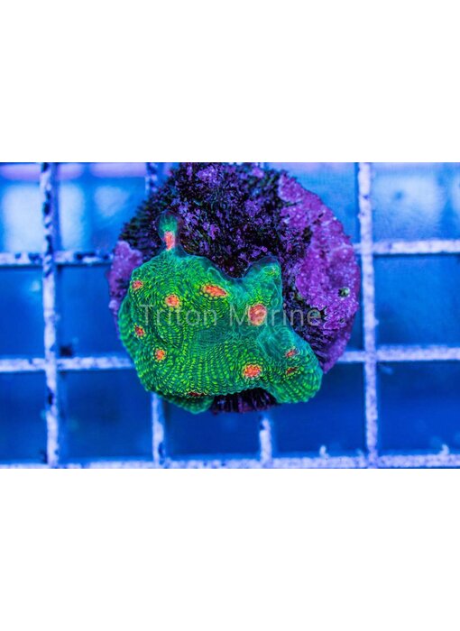 Bubble Gum Monster Chalice Frag