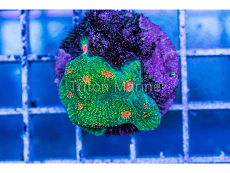 Bubble Gum Monster Chalice Frag