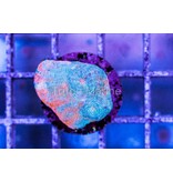 TMA Tye Dye Sky Chalice Frag