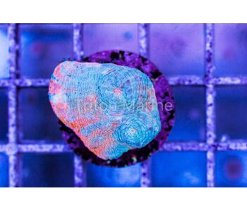 TMA Tye Dye Sky Chalice Frag