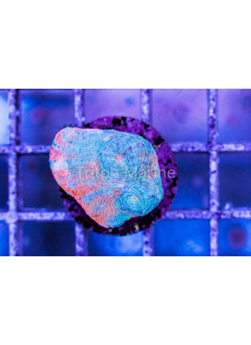 TMA Tye Dye Sky Chalice Frag