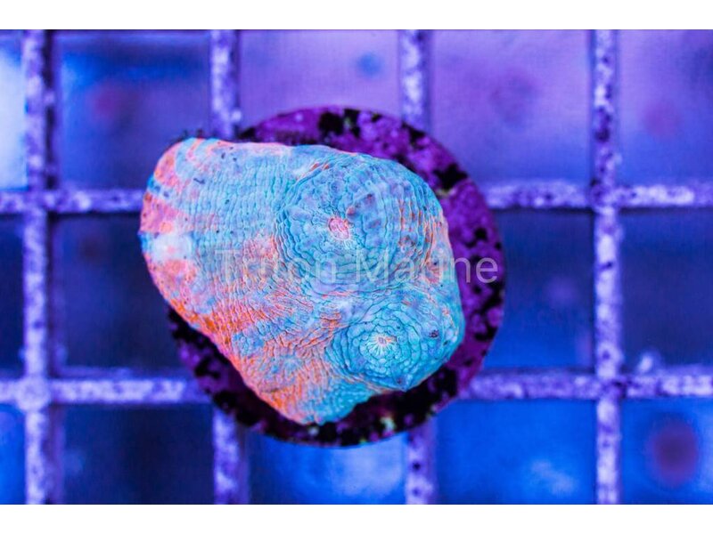 TMA Tye Dye Sky Chalice Frag