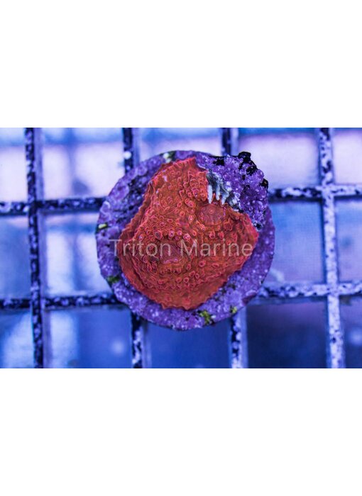 Red Hot Lava Chalice Frag