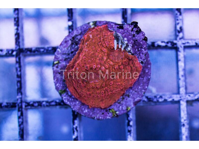 Red Hot Lava Chalice Frag