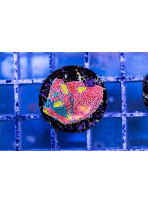 TMA Watermelon Smoothie Chalice Frag