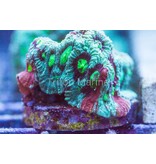 TMA Nightmare Before Christmas Favia Frag