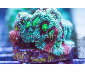 TMA Nightmare Before Christmas Favia Frag