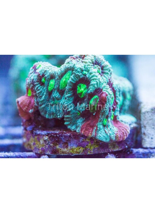 TMA Nightmare Before Christmas Favia Frag