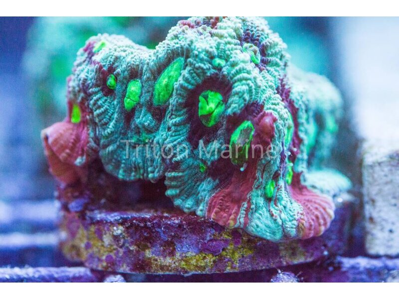 TMA Nightmare Before Christmas Favia Frag