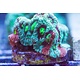 TMA Nightmare Before Christmas Favia Frag