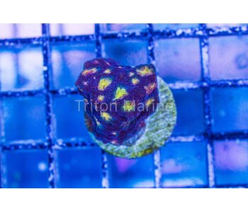 Skittles Favia Frag