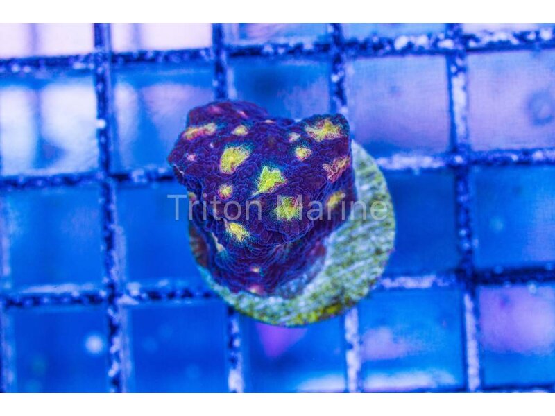 Skittles Favia Frag