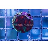 TMA Nevermore Favia Frag