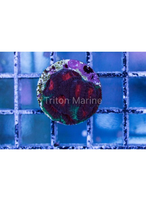 TMA Nevermore Favia Frag