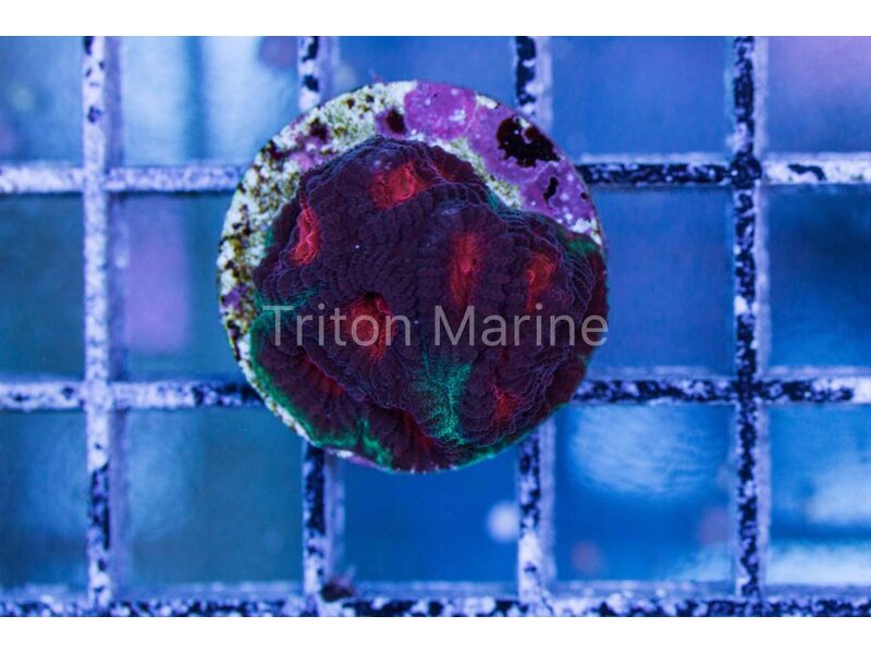 TMA Nevermore Favia Frag