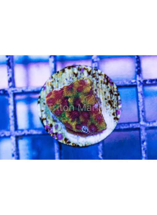 CC Darth Maul Favia Frag