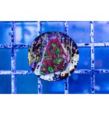 JF Sidewinder Favia Frag