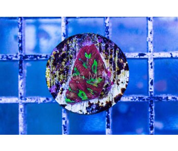 JF Sidewinder Favia Frag
