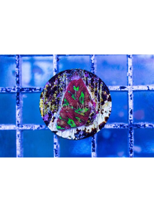 JF Sidewinder Favia Frag