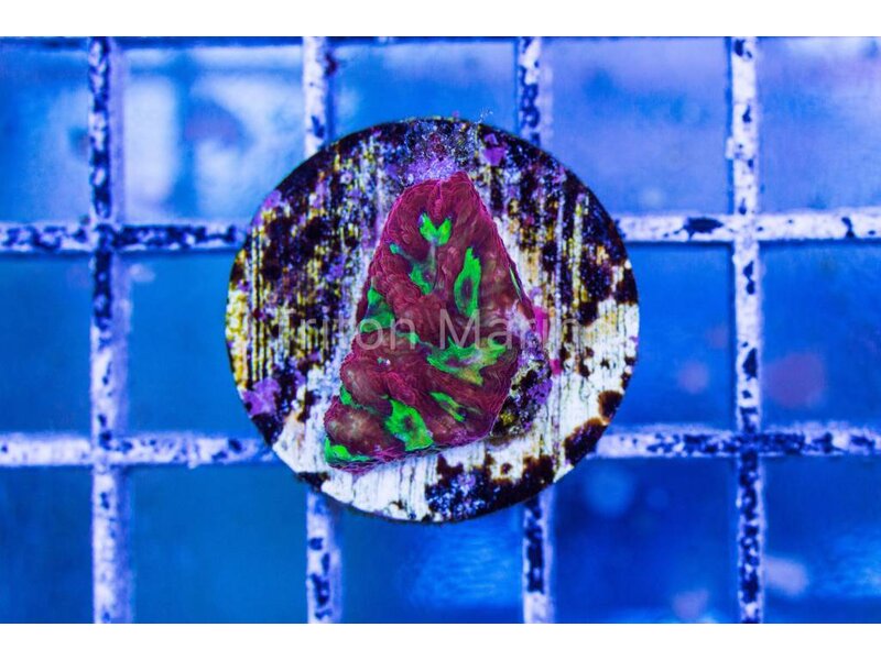 JF Sidewinder Favia Frag