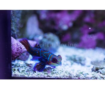 Green Mandarin (Synchiropus splendidus)