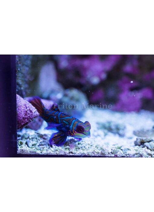 Green Mandarin (Synchiropus splendidus)