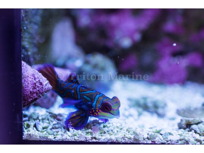 Green Mandarin (Synchiropus splendidus)