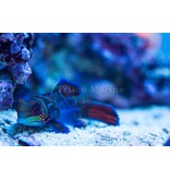 Green Mandarin (Synchiropus splendidus)