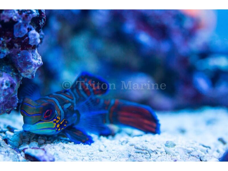 Green Mandarin (Synchiropus splendidus)