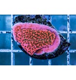 WWC Cherry Tree Monti Frag