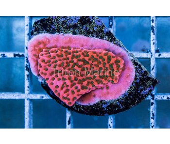 WWC Cherry Tree Monti Frag