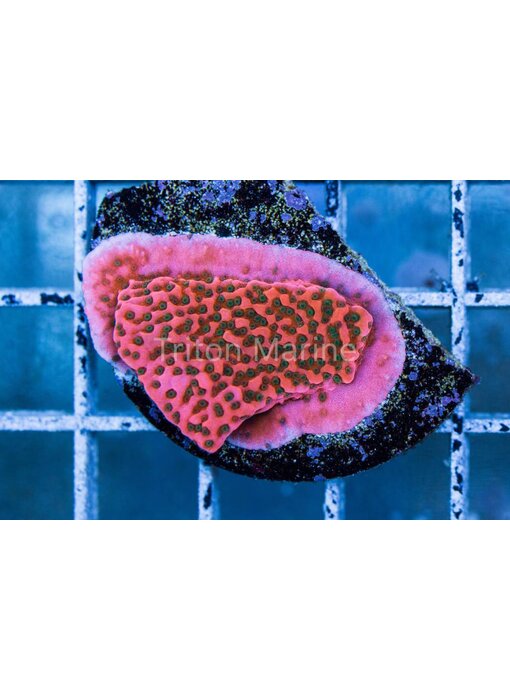 WWC Cherry Tree Monti Frag