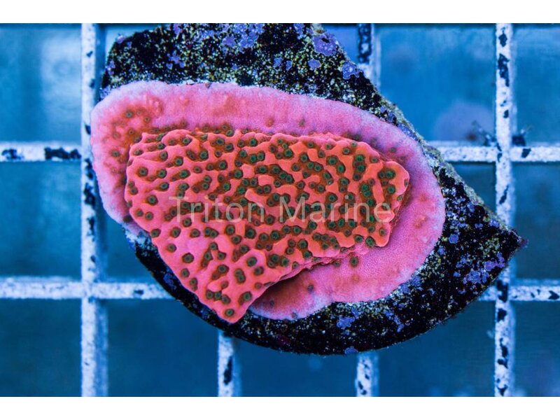 WWC Cherry Tree Monti Frag