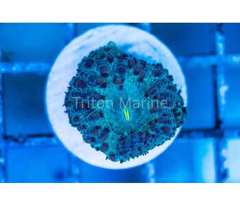 Aqua Blastomussa Wellsi