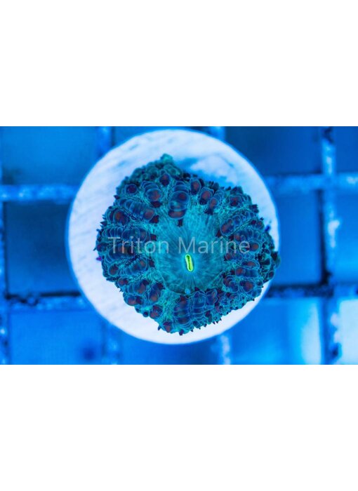 Aqua Blastomussa Wellsi